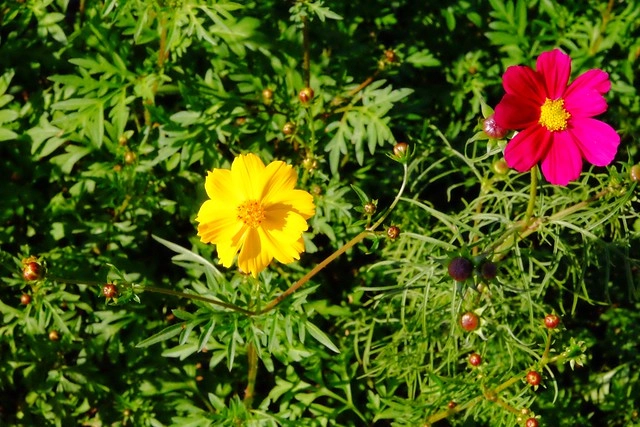 2016台中國際花毯節┃后里花田綠廊：花現新樂園~活動時間、活動日期、交通路線、活動主題、活動地點、詳細資訊&hellip; @飛天璇的口袋