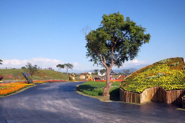 2016台中國際花毯節┃后里花田綠廊：花現新樂園~活動時間、活動日期、交通路線、活動主題、活動地點、詳細資訊&hellip; @飛天璇的口袋