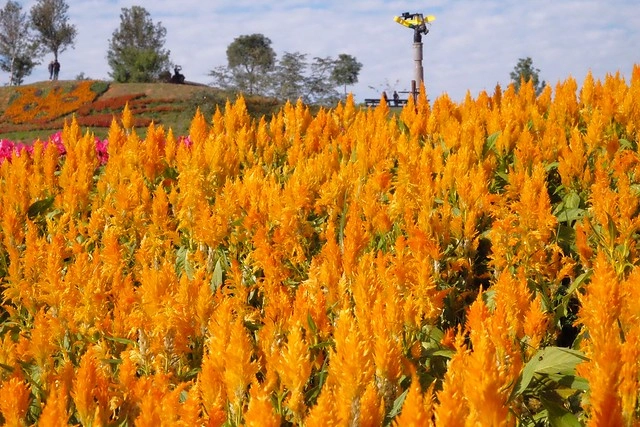 2016台中國際花毯節┃后里花田綠廊：花現新樂園~活動時間、活動日期、交通路線、活動主題、活動地點、詳細資訊&hellip; @飛天璇的口袋