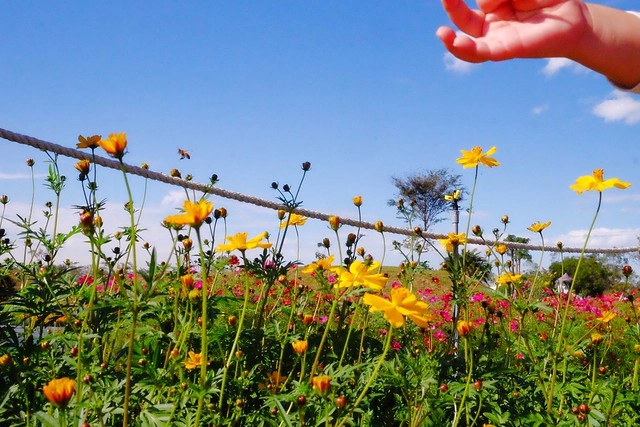 2016台中國際花毯節┃后里花田綠廊：花現新樂園~活動時間、活動日期、交通路線、活動主題、活動地點、詳細資訊&hellip; @飛天璇的口袋
