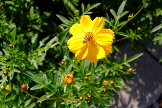 2016台中國際花毯節┃后里花田綠廊：花現新樂園~活動時間、活動日期、交通路線、活動主題、活動地點、詳細資訊&hellip; @飛天璇的口袋