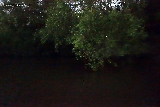 泰國安帕瓦｜泰國水燈節(Loy Krathong Festival)｜安帕瓦Amphawa水燈節，賞船賞螢火蟲，船上施放水燈活動 @飛天璇的口袋