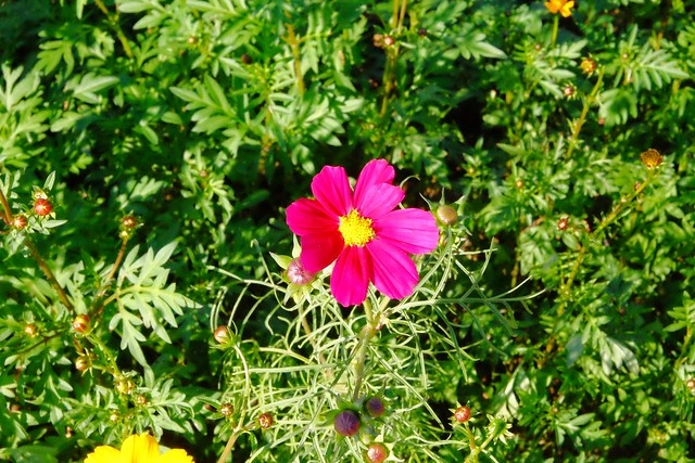 2016台中國際花毯節┃后里花田綠廊：花現新樂園~活動時間、活動日期、交通路線、活動主題、活動地點、詳細資訊&hellip; @飛天璇的口袋