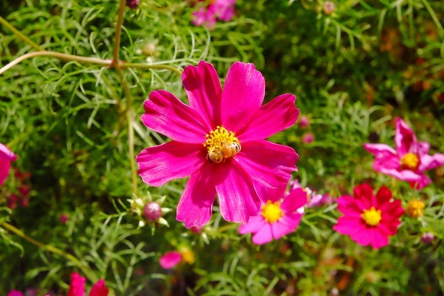 2016台中國際花毯節┃后里花田綠廊：花現新樂園~活動時間、活動日期、交通路線、活動主題、活動地點、詳細資訊&hellip; @飛天璇的口袋