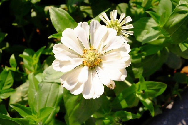 2016台中國際花毯節┃后里花田綠廊：花現新樂園~活動時間、活動日期、交通路線、活動主題、活動地點、詳細資訊&hellip; @飛天璇的口袋