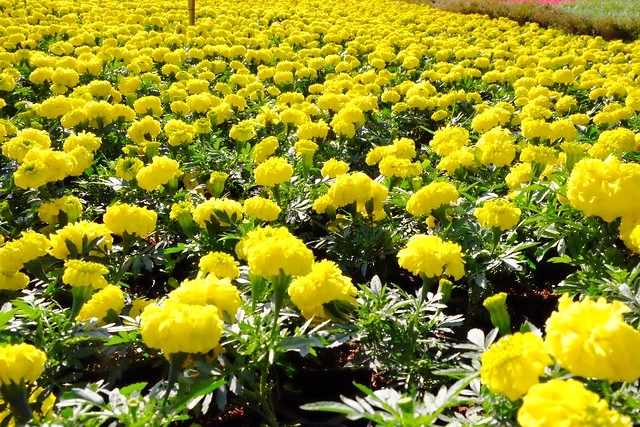 2016台中國際花毯節┃后里花田綠廊：花現新樂園~活動時間、活動日期、交通路線、活動主題、活動地點、詳細資訊&hellip; @飛天璇的口袋