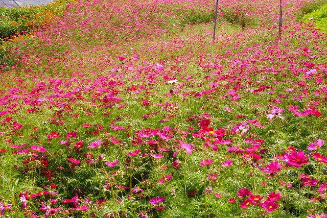 2016台中國際花毯節┃后里花田綠廊：花現新樂園~活動時間、活動日期、交通路線、活動主題、活動地點、詳細資訊&hellip; @飛天璇的口袋