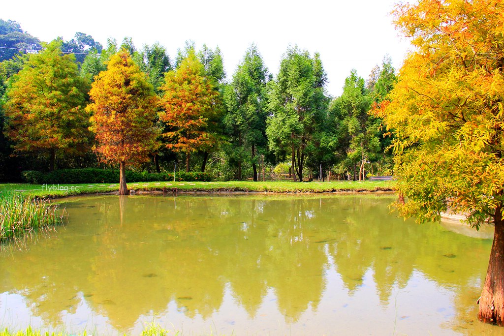 台中太平｜太平苗圃落羽松．依山傍水湖光倒影，太平落羽松秘境 @飛天璇的口袋