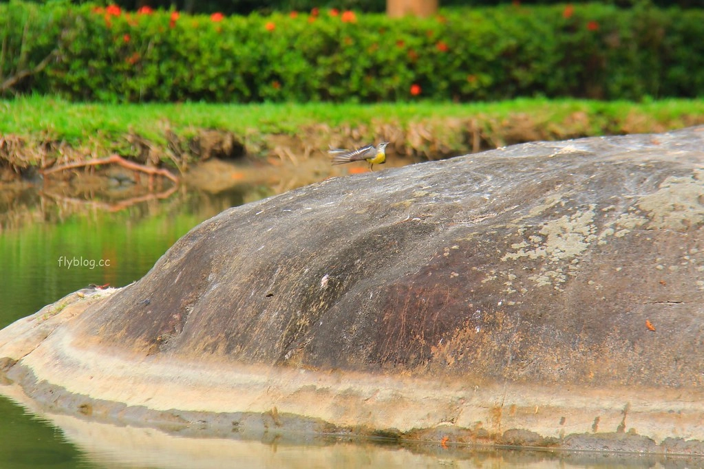 台中太平｜太平苗圃落羽松．依山傍水湖光倒影，太平落羽松秘境 @飛天璇的口袋