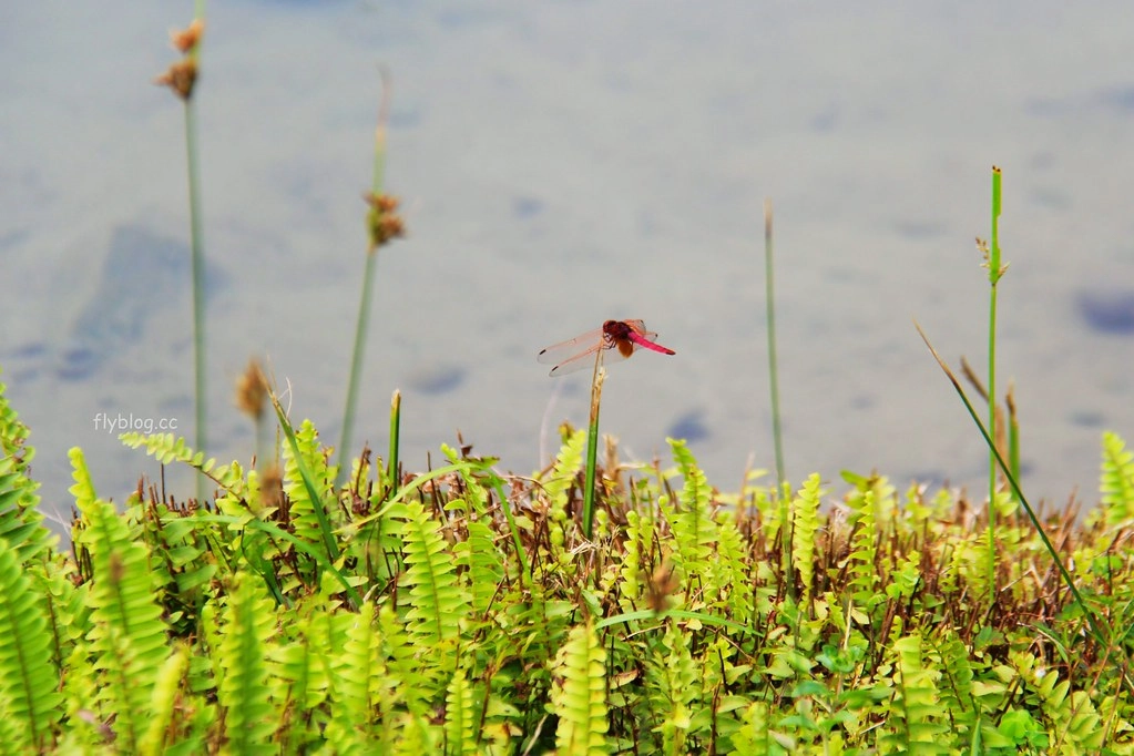 台中太平｜太平苗圃落羽松．依山傍水湖光倒影，太平落羽松秘境 @飛天璇的口袋