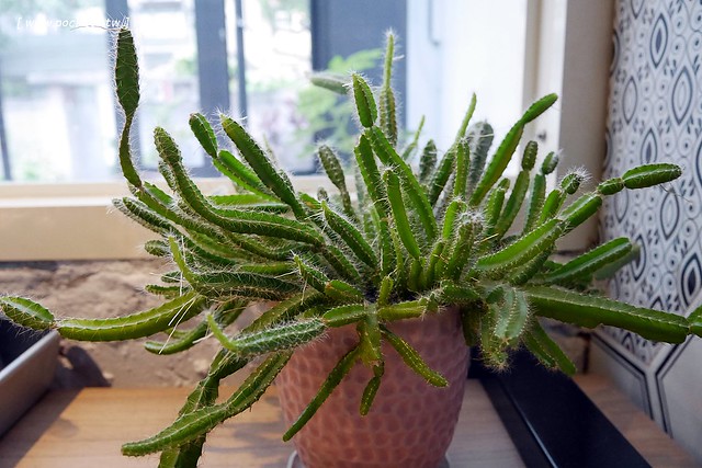 厝咖 True Colors┃台中西屯美食：隱身巷弄間的個人手作甜點工坊，可以品嚐世面世見的甜點種類，還有個人推薦冰滴咖啡和香水檸檬氣泡 @飛天璇的口袋