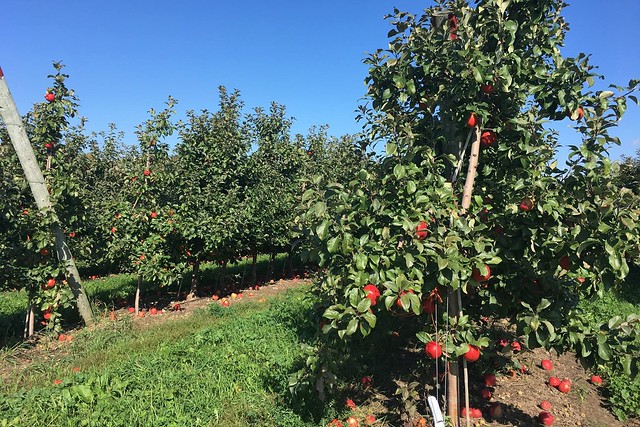 櫻桃共和國 Cherry Republic┃來自美國的品牌，產地100%直送酸櫻桃乾，莓果中的貴族超級水果，健康零食給小孩吃也放心 @飛天璇的口袋