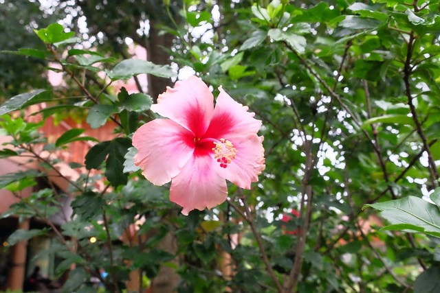 泰國安帕瓦｜Asita Eco Resort 阿希塔生態度假村｜以環保為主的綠色飯店，享受緊鄰河畔的小木屋風情 @飛天璇的口袋