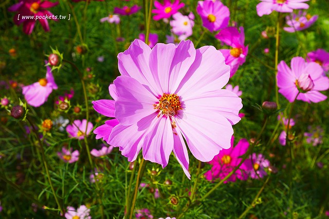 溪州鄉綠筍路┃彰化旅遊景點：彰化繽紛波斯菊花海秘境，2017年溪州鄉綠筍路波斯菊正開，還有黃澄澄的油菜花和捆稻草 @飛天璇的口袋
