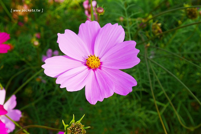 溪州鄉綠筍路┃彰化旅遊景點：彰化繽紛波斯菊花海秘境，2017年溪州鄉綠筍路波斯菊正開，還有黃澄澄的油菜花和捆稻草 @飛天璇的口袋