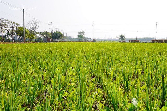 溪州鄉綠筍路┃彰化旅遊景點：彰化繽紛波斯菊花海秘境，2017年溪州鄉綠筍路波斯菊正開，還有黃澄澄的油菜花和捆稻草 @飛天璇的口袋