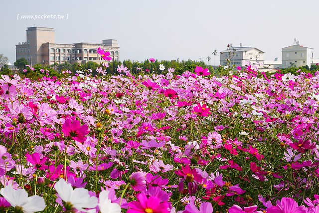 溪州鄉綠筍路┃彰化旅遊景點：彰化繽紛波斯菊花海秘境，2017年溪州鄉綠筍路波斯菊正開，還有黃澄澄的油菜花和捆稻草 @飛天璇的口袋