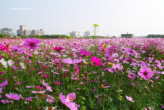 溪州鄉綠筍路┃彰化旅遊景點：彰化繽紛波斯菊花海秘境，2017年溪州鄉綠筍路波斯菊正開，還有黃澄澄的油菜花和捆稻草 @飛天璇的口袋