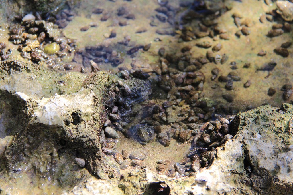Lamanok Island┃薄荷島景點：薄荷島超隱密生態小島，享受不一樣的生態之旅 @飛天璇的口袋