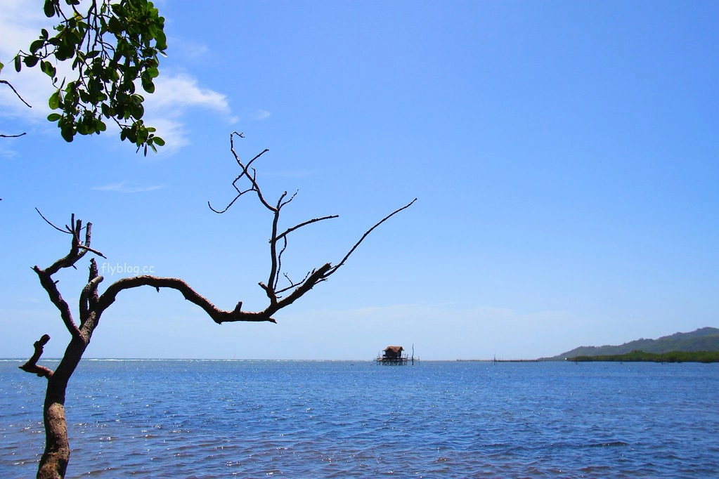 Lamanok Island┃薄荷島景點：薄荷島超隱密生態小島，享受不一樣的生態之旅 @飛天璇的口袋