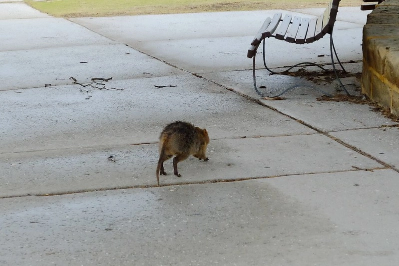 澳洲珀斯｜Rottnest Island 羅特尼斯島，西澳最受觀迎的渡假島嶼，世界最快樂的動物Quokka @飛天璇的口袋