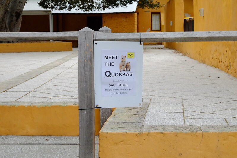 澳洲珀斯｜Rottnest Island 羅特尼斯島，西澳最受觀迎的渡假島嶼，世界最快樂的動物Quokka @飛天璇的口袋