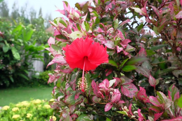 泰國安帕瓦｜Asita Eco Resort 阿希塔生態度假村｜以環保為主的綠色飯店，享受緊鄰河畔的小木屋風情 @飛天璇的口袋