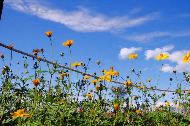 2016台中國際花毯節┃后里花田綠廊：花現新樂園~活動時間、活動日期、交通路線、活動主題、活動地點、詳細資訊&hellip; @飛天璇的口袋