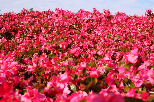 2016台中國際花毯節┃后里花田綠廊：花現新樂園~活動時間、活動日期、交通路線、活動主題、活動地點、詳細資訊&hellip; @飛天璇的口袋