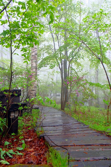 日本山梨｜八ヶ岳倶樂部 Yatsugatake Club．清里如夢似幻的山中咖啡館，日本藝人柳生真吾所開設 @飛天璇的口袋