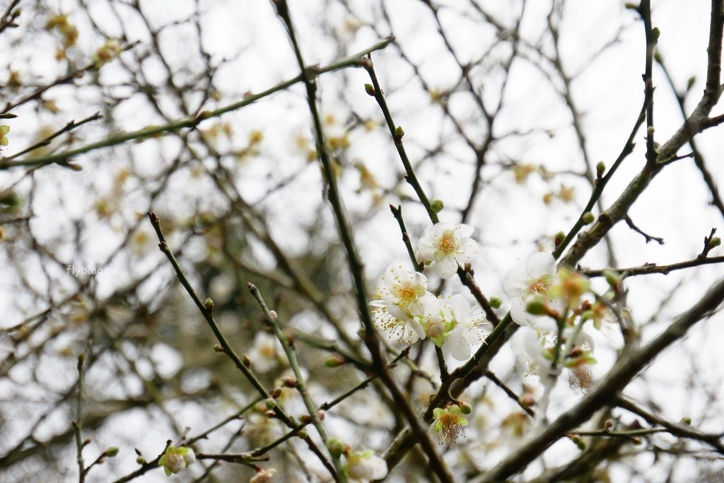【南投信義】烏松崙石家梅園，南投三大賞梅景點之一，居高鄰下鳥瞰陳友蘭溪之美 @飛天璇的口袋