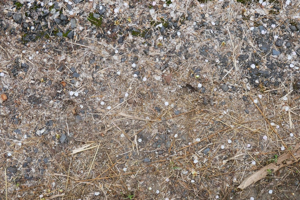 【南投信義】烏松崙石家梅園，南投三大賞梅景點之一，居高鄰下鳥瞰陳友蘭溪之美 @飛天璇的口袋