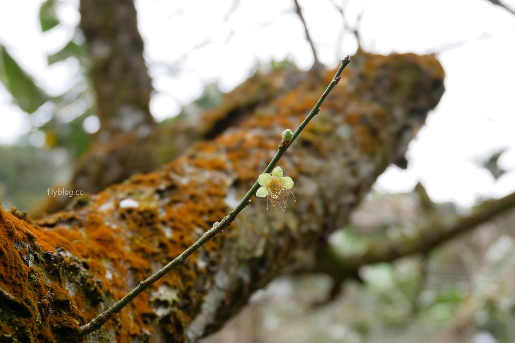 【南投信義】烏松崙石家梅園，南投三大賞梅景點之一，居高鄰下鳥瞰陳友蘭溪之美 @飛天璇的口袋
