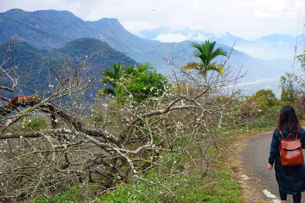 【南投信義】烏松崙石家梅園，南投三大賞梅景點之一，居高鄰下鳥瞰陳友蘭溪之美 @飛天璇的口袋
