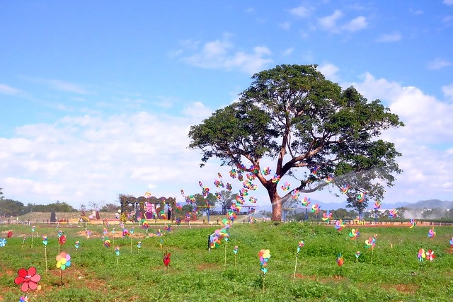 2016台中國際花毯節┃后里花田綠廊：花現新樂園~活動時間、活動日期、交通路線、活動主題、活動地點、詳細資訊&hellip; @飛天璇的口袋