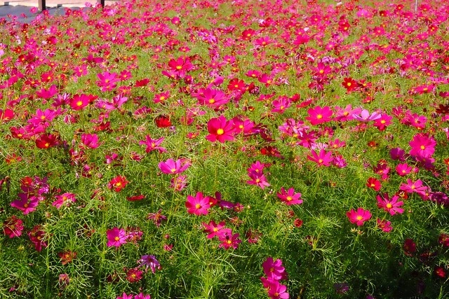 2016台中國際花毯節┃后里花田綠廊：花現新樂園~活動時間、活動日期、交通路線、活動主題、活動地點、詳細資訊&hellip; @飛天璇的口袋