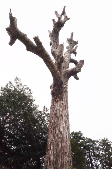 日本島根｜松江市半日遊．武家屋敷、塩見繩手、塩見茶屋下午茶、松江城、島根美術館(夕陽、夜景、結緣兔) @飛天璇的口袋