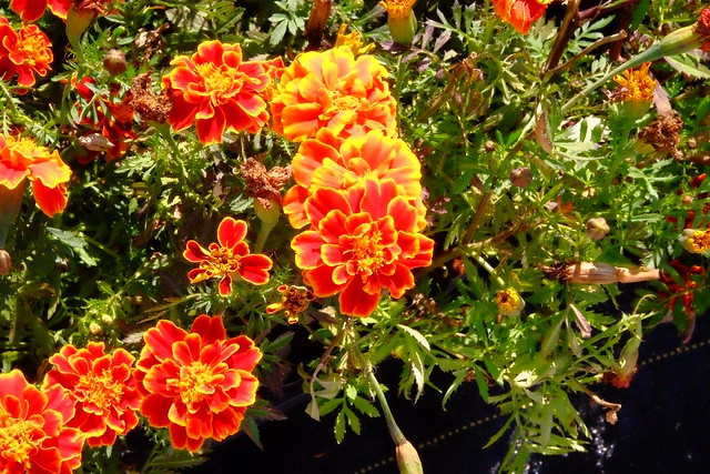 2016台中國際花毯節┃后里花田綠廊：花現新樂園~活動時間、活動日期、交通路線、活動主題、活動地點、詳細資訊&hellip; @飛天璇的口袋