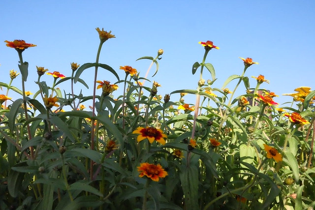 2016台中國際花毯節┃后里花田綠廊：花現新樂園~活動時間、活動日期、交通路線、活動主題、活動地點、詳細資訊&hellip; @飛天璇的口袋