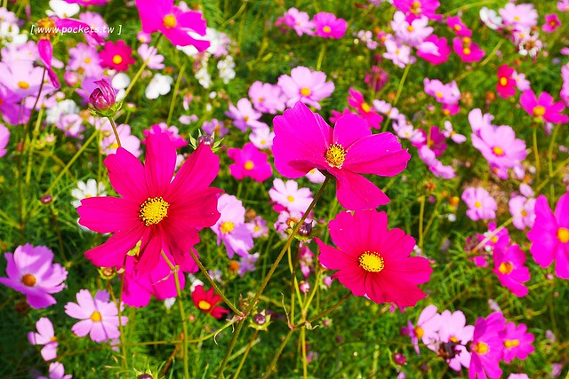 溪州鄉綠筍路┃彰化旅遊景點：彰化繽紛波斯菊花海秘境，2017年溪州鄉綠筍路波斯菊正開，還有黃澄澄的油菜花和捆稻草 @飛天璇的口袋