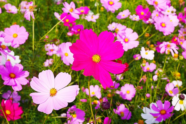 溪州鄉綠筍路┃彰化旅遊景點：彰化繽紛波斯菊花海秘境，2017年溪州鄉綠筍路波斯菊正開，還有黃澄澄的油菜花和捆稻草 @飛天璇的口袋