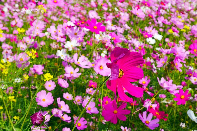 溪州鄉綠筍路┃彰化旅遊景點：彰化繽紛波斯菊花海秘境，2017年溪州鄉綠筍路波斯菊正開，還有黃澄澄的油菜花和捆稻草 @飛天璇的口袋