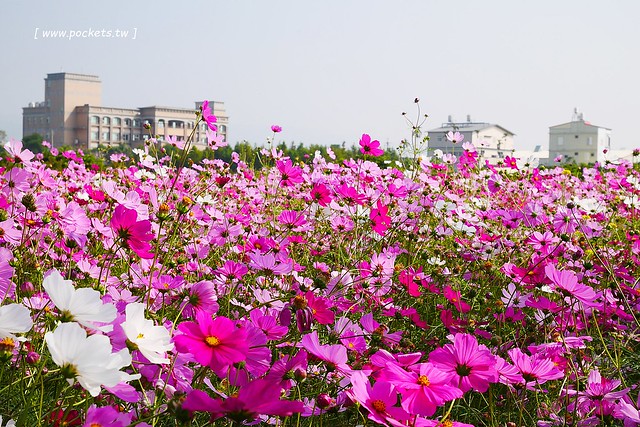 溪州鄉綠筍路┃彰化旅遊景點：彰化繽紛波斯菊花海秘境，2017年溪州鄉綠筍路波斯菊正開，還有黃澄澄的油菜花和捆稻草 @飛天璇的口袋