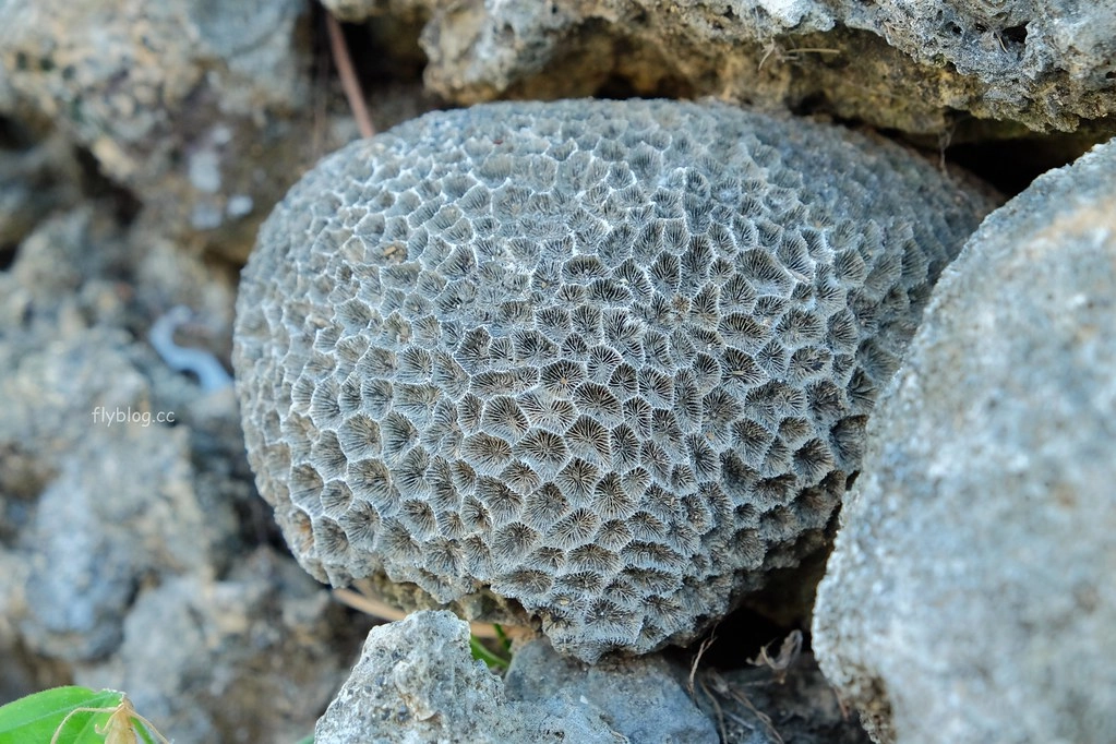 南寮古厝：2017全球百大綠色旅遊地，保留傳統注入新生命 @飛天璇的口袋