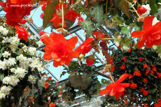 【日本三重】名花之里．なばなの里~日本冬季最大燈海，冬季百萬點燈活動(附從榮町到長島溫泉outlet的交通方式) @飛天璇的口袋