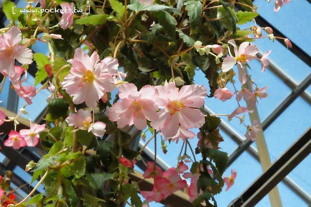 【日本三重】名花之里．なばなの里~日本冬季最大燈海，冬季百萬點燈活動(附從榮町到長島溫泉outlet的交通方式) @飛天璇的口袋