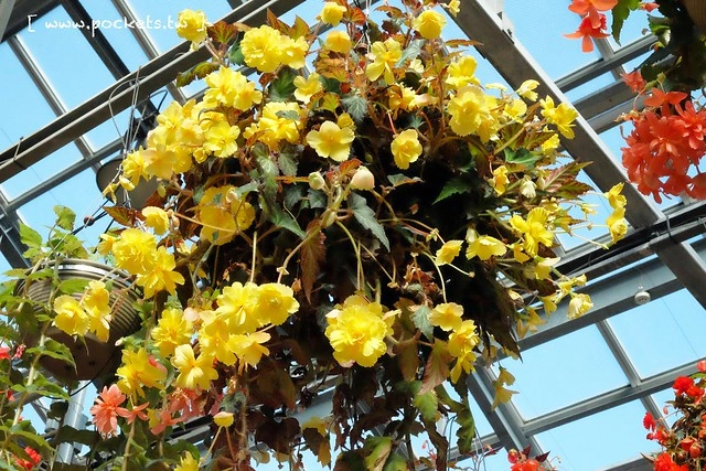 【日本三重】名花之里．なばなの里~日本冬季最大燈海，冬季百萬點燈活動(附從榮町到長島溫泉outlet的交通方式) @飛天璇的口袋