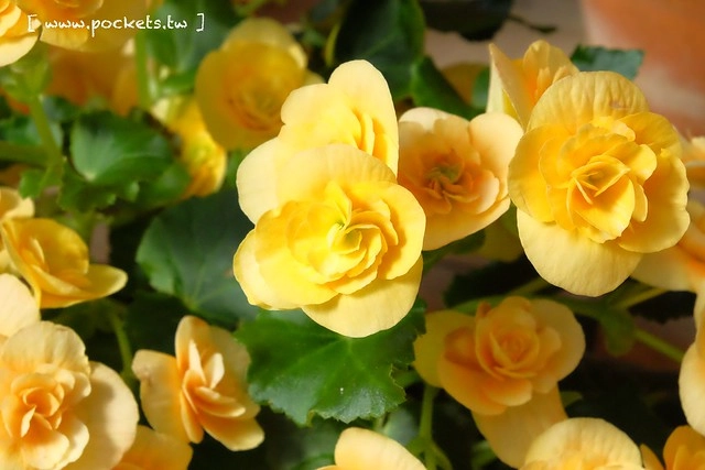 【日本三重】名花之里．なばなの里~日本冬季最大燈海，冬季百萬點燈活動(附從榮町到長島溫泉outlet的交通方式) @飛天璇的口袋