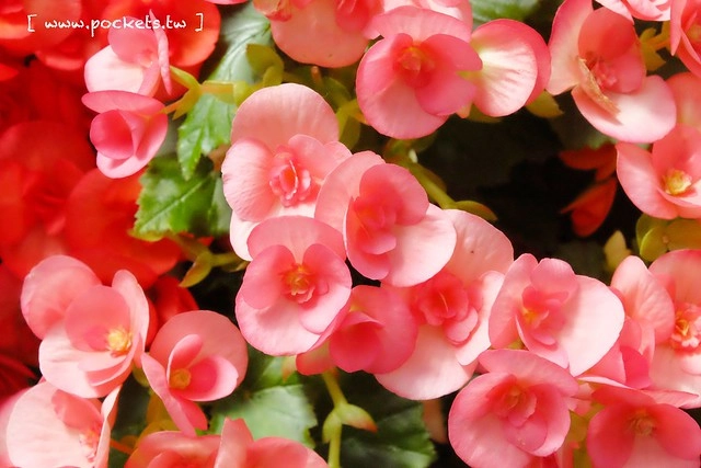 【日本三重】名花之里．なばなの里~日本冬季最大燈海，冬季百萬點燈活動(附從榮町到長島溫泉outlet的交通方式) @飛天璇的口袋