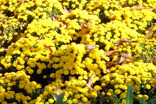 【日本三重】名花之里．なばなの里~日本冬季最大燈海，冬季百萬點燈活動(附從榮町到長島溫泉outlet的交通方式) @飛天璇的口袋